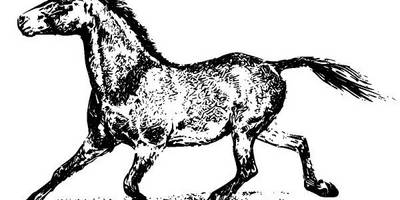 Животные 2612