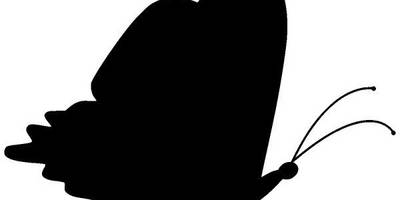 Животные 1904