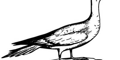 Животные 2949