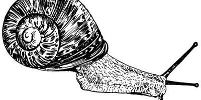 Животные 3789