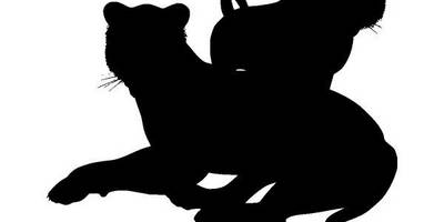 Животные 4040