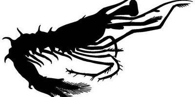 Животные 2753