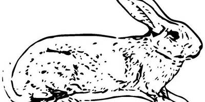 Животные 1146