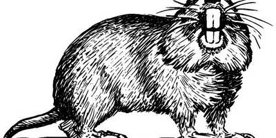 Животные 738