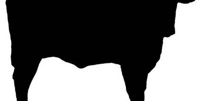 Животные 3347