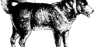 Животные 957