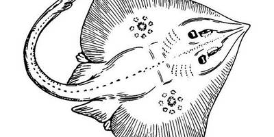 Животные 3818