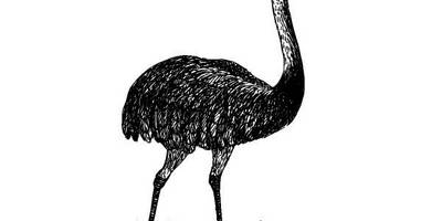 Животные 3807