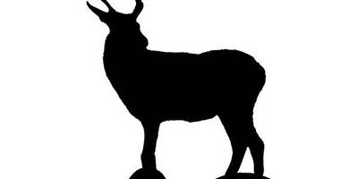 Животные 2191