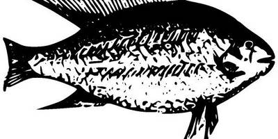 Животные 2670