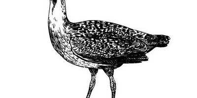 Животные 319