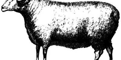 Животные 2824