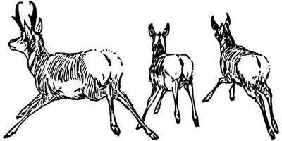 Животные 298