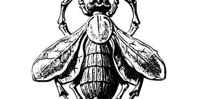 Животные 959