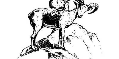 Животные 2650