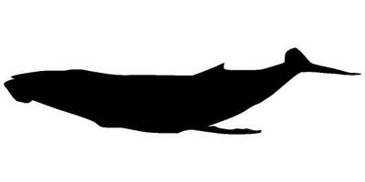 Животные 1410