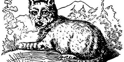 Животные 532