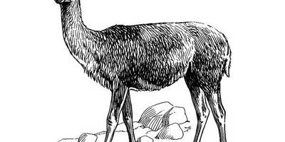 Животные 3820