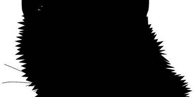 Животные 1557