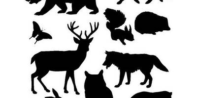 Животные 2705