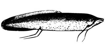 Животные 2668