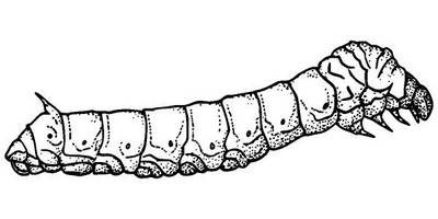 Животные 3819