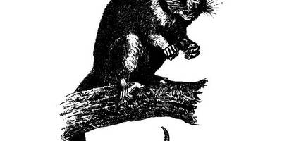 Животные 2818