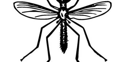 Животные 1019