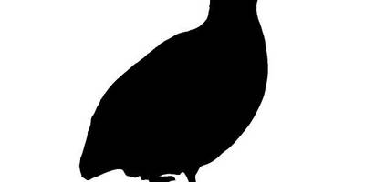 Животные 2798