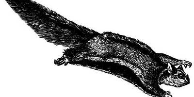 Животные 2988