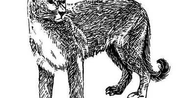 Животные 344