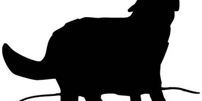 Животные 321