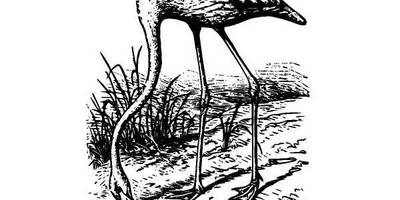 Животные 911