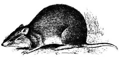 Животные 915