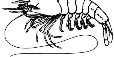 Животные 1304