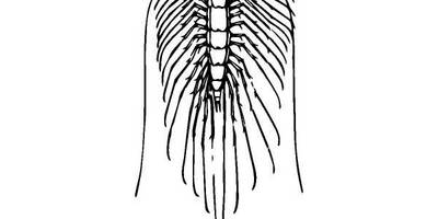 Животные 849