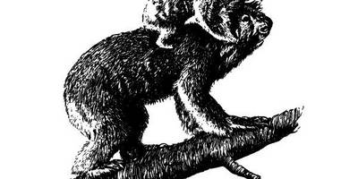 Животные 2714