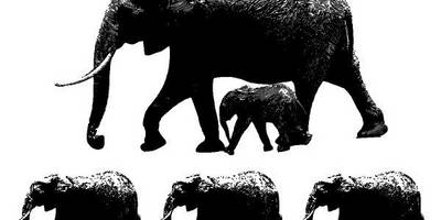 Животные 2266