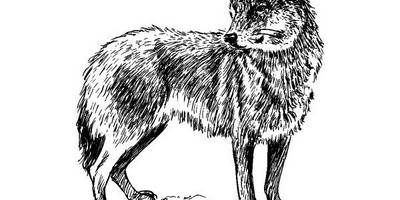 Животные 1143