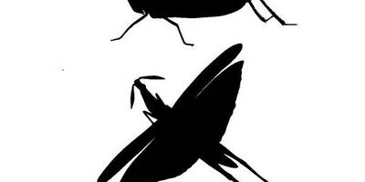 Животные 3247