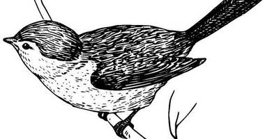 Животные 318