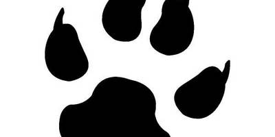 Животные 781