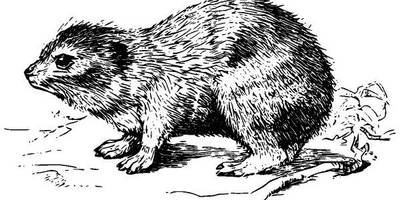 Животные 2614