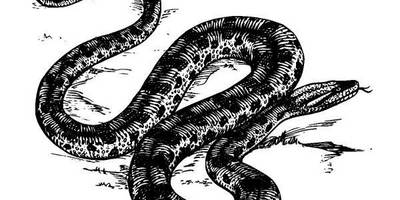 Животные 691