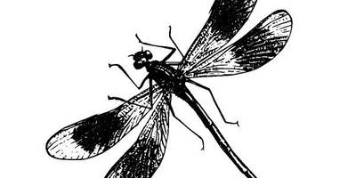 Животные 2849