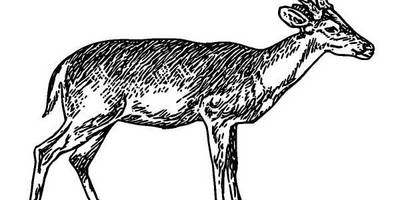 Животные 351