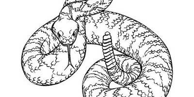 Животные 3584