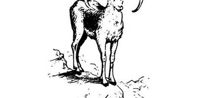 Животные 2648