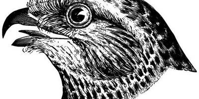 Животные 833