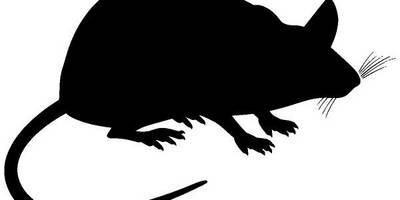 Животные 3197